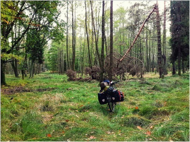 Fahhrad im Wald.jpg