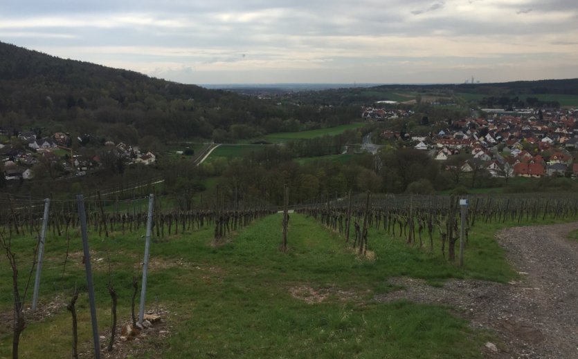 Die Weinberge waren ein Highlight von Tag 1!