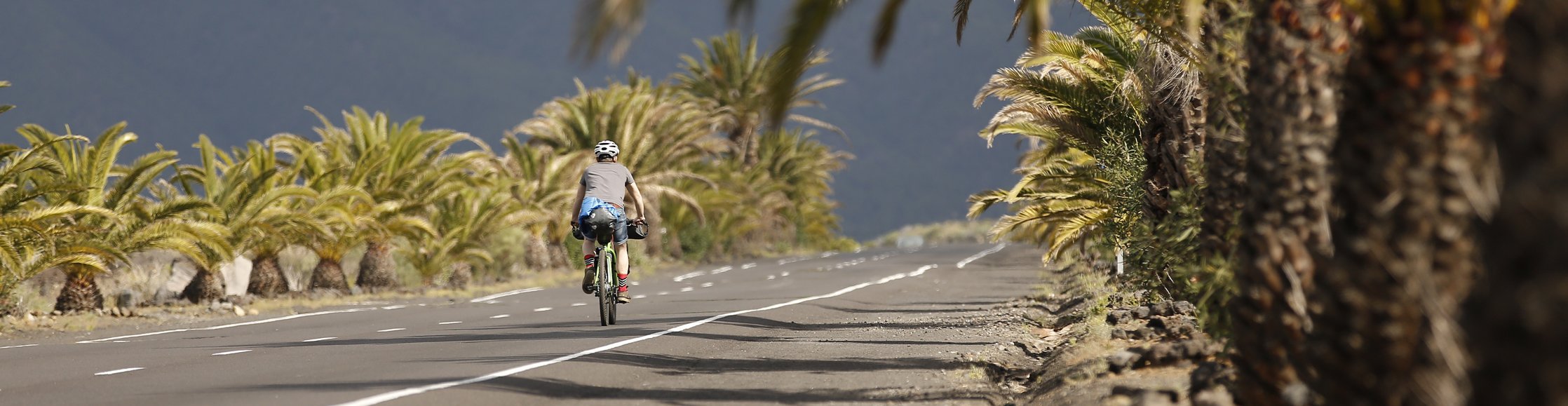 Salsa Fahrräder - Radfahrer fährt auf langer Straße unter Palmen