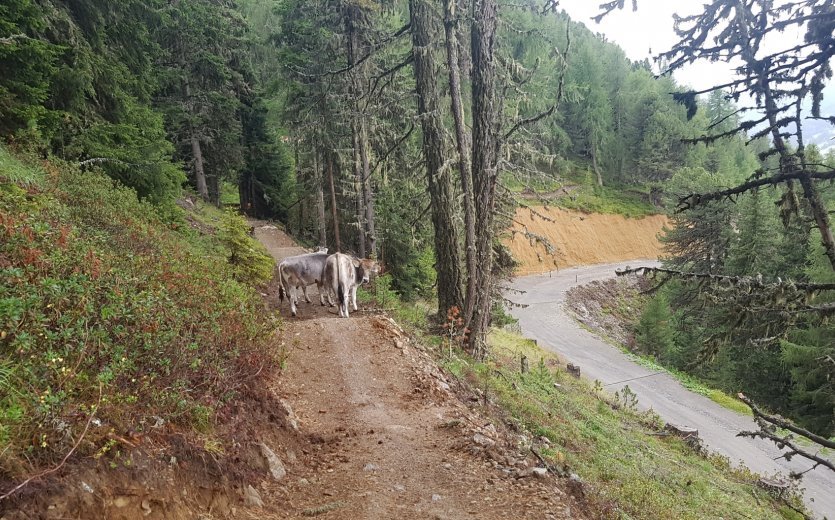 Kein Durchkommen, Kühe auf dem Trail.