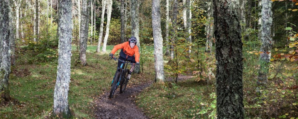 Der schottische Wald hat einen eigenen Charakter.