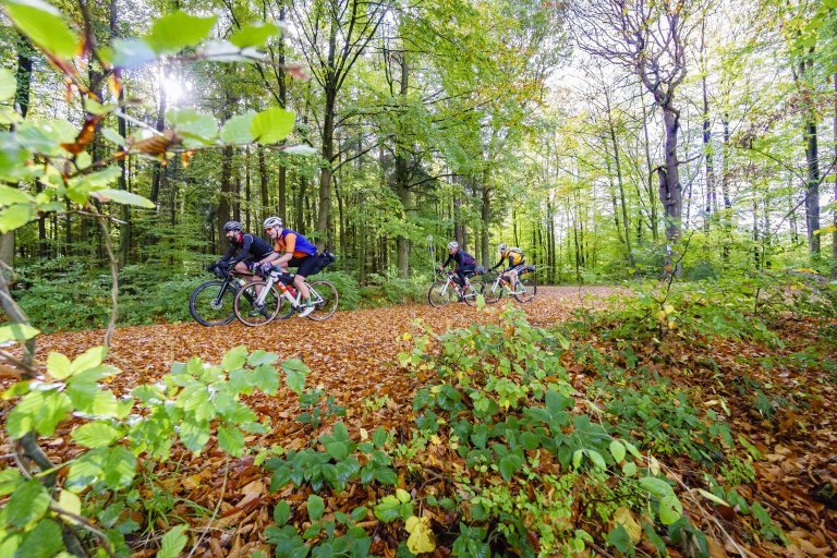 Herbststimmung im Wald.