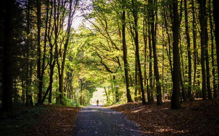 In der Eifel wechselt sich dichter Wald mit offenen weiten Feldern ab.