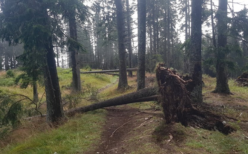 The storm the night before ripped trees from their roots. 