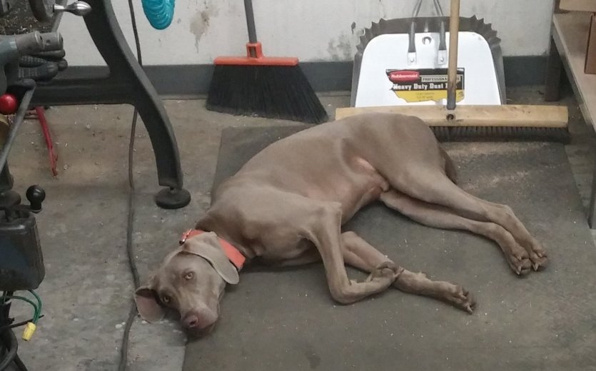 Abbey Bike Tools also keeps a shop dog.