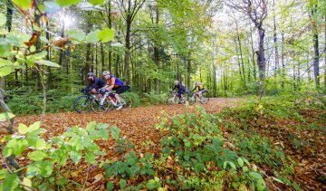 Herbststimmung im Wald.