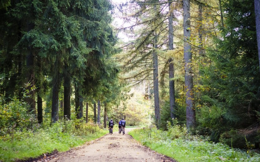 Part of the route takes you through thick pine forest. 