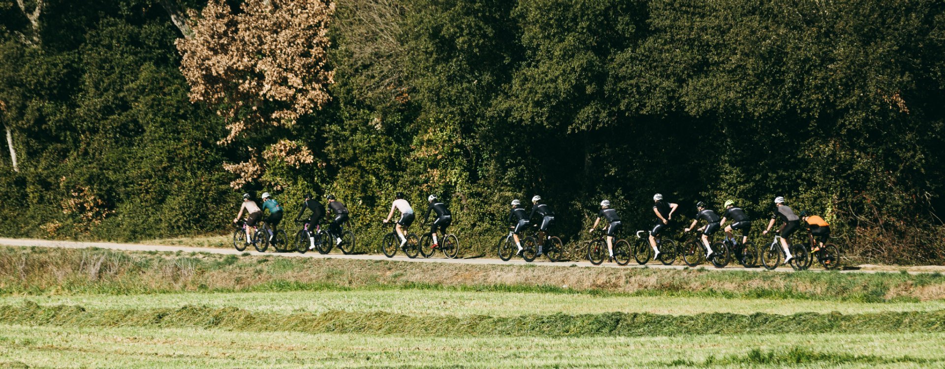A group of road cyclists in sunny weather. 