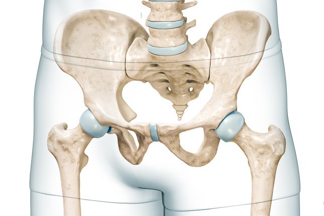 Anatomical view: A view of a human skeleton, specifically the pelvic area with the ischial tuberosities, from the front.
