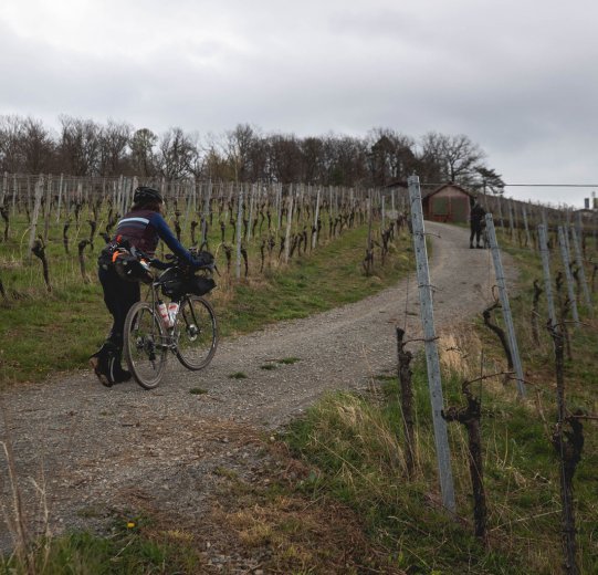 Christian schiebt den steilen Weinberg hinauf. 