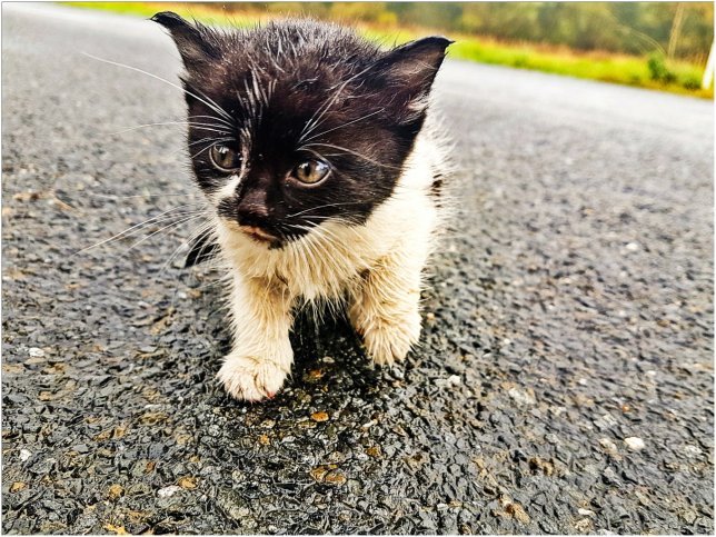 The rescued kitten