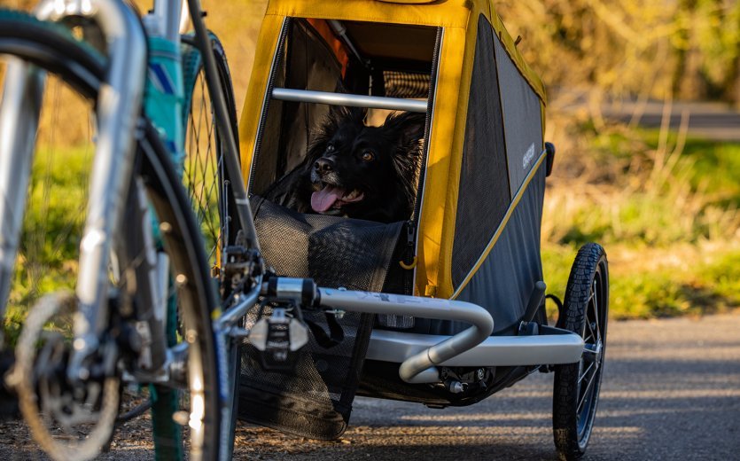 Sur un terrain plat et dans une atmosphère tranquille, la chienne border collie Blue se sent rapidement à l'aise dans la remorque.