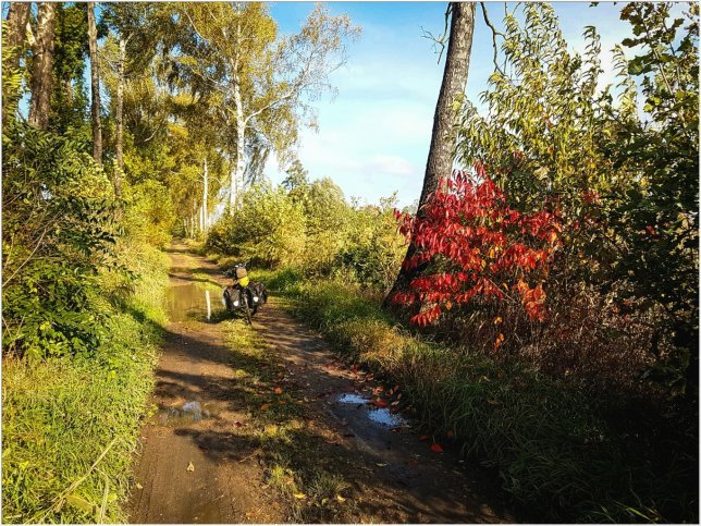 Waldweg mit Bike.jpg