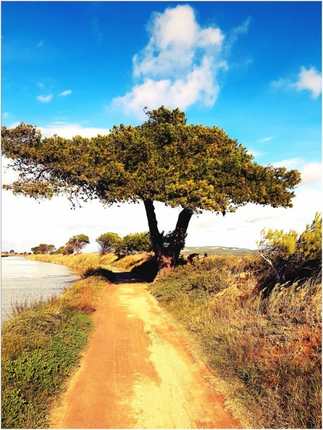 A beautiful tree for an awesome ride.