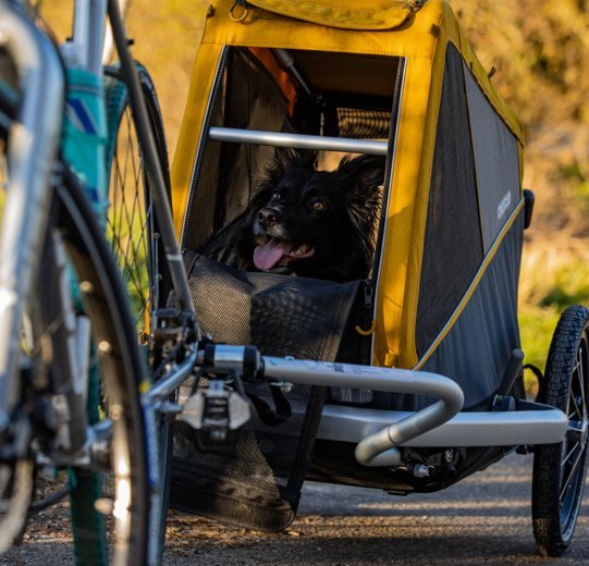 Sobre superficies tranquilas y en un ambiente silencioso, la perra Border Collie Blue se siente muy rápido cómoda en el remolque.