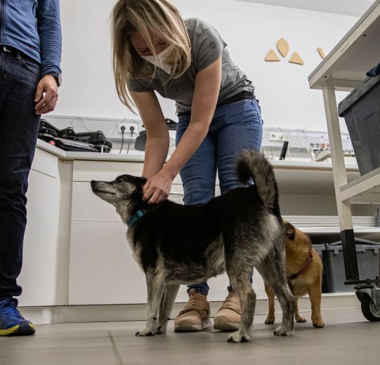 bc-Brandmanagerin Svenja streichelt einen Hund.