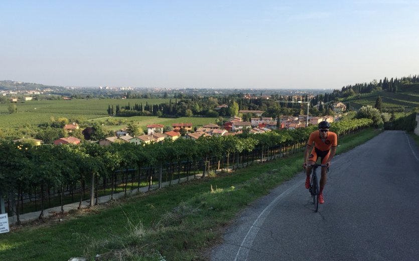 Sanfte Anstiege inmitten der Weinberge. 