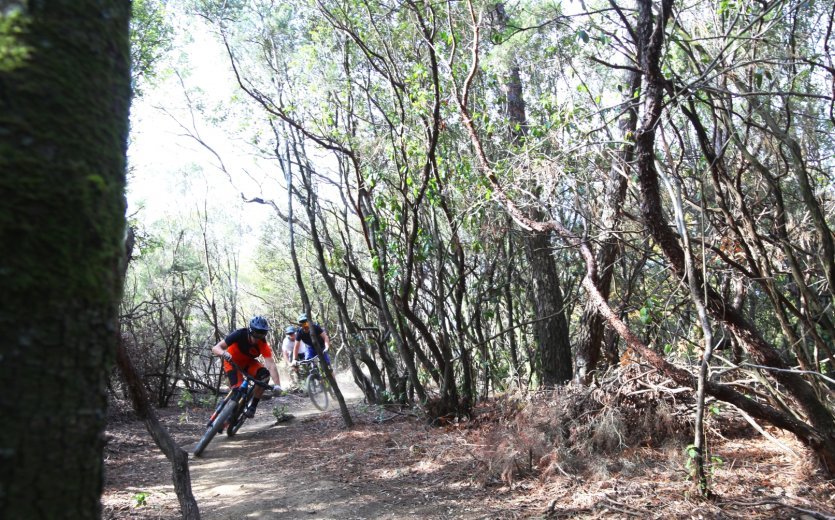 Kurvenreiche Trails auf der Halbinsel