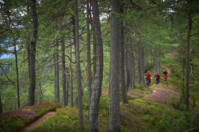 One of the trails on a ridge.