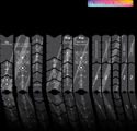 Unleazhed Protection pour Cadre XXL runes of shred