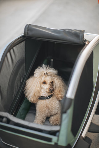 Thule Bexey L Hundeanhänger - hazy green | 20"