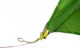 VAUDE Hogan SUL 1-2P Tent - cress green
