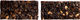 Maurten Solid C 160 Energy Bar - 1 Piece - cacao